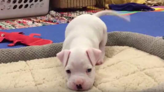 Una familia salva de la eutanasia a este adorable cachorro sin patas y lo adopta para darle amor