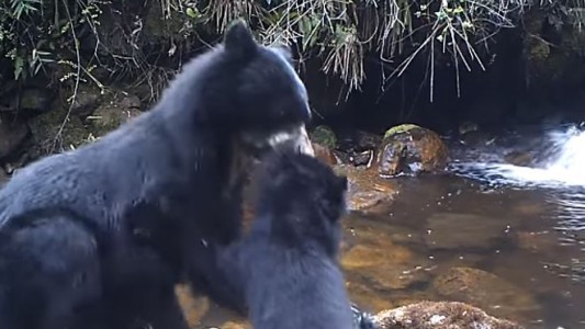 #EsViral El osito que se niega a cruzar el río y una mamá con poca paciencia