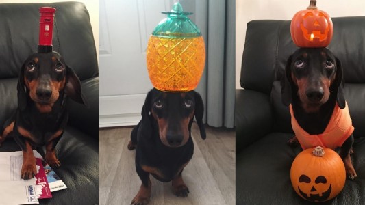 Furor en las redes por Harlso, el perro salchicha equilibrista