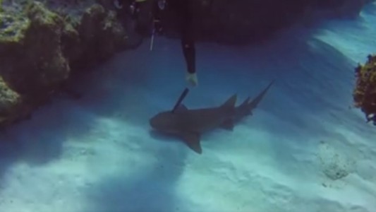 Video: estaba buceando y salvó a un tiburón que tenía un cuchillo clavado