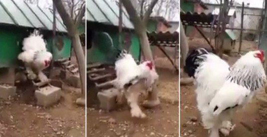 El video del gallo gigante que disparó el debate en las redes sociales