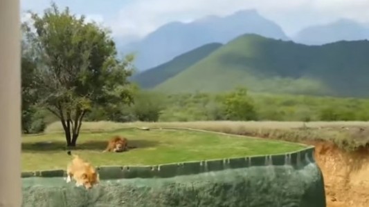 Video: en un café pusieron una leona en una jaula de acrílico