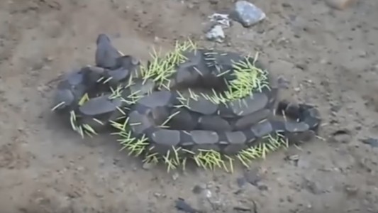 Video: así dejó un puercoespín a una boa que intentó comerlo