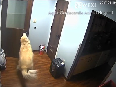 #EsViral El gran escape de un perro de la clínica veterinaria