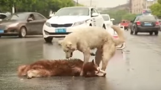 El desgarrador video que muestra a un perro ayudando a su compañero moribundo