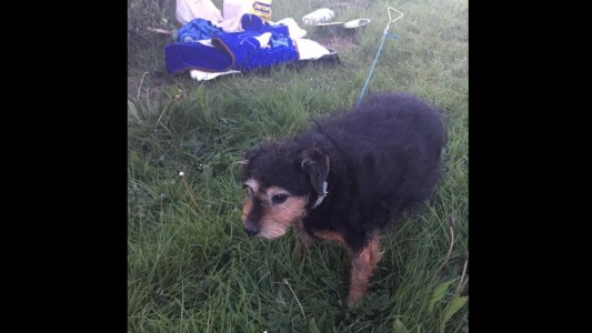 "No necesito un perro", la carta encontrada junto a una perrita que había sido abandonada en un descampado