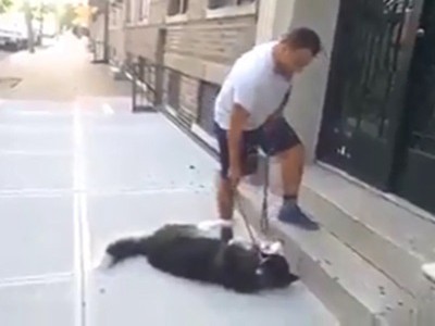 #EsViral El perro que no quiere volver a casa