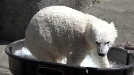 Video: ponen una bañera con hielos para que una osa polar se refresque en un zoológico