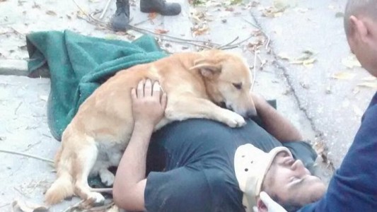 Bahía Blanca: sufrió un accidente y su perro se quedó a cuidarlo hasta que llegó la ambulancia