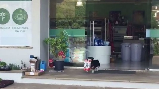 #EsViral El perro que va solo a buscar alimento a la tienda de mascotas