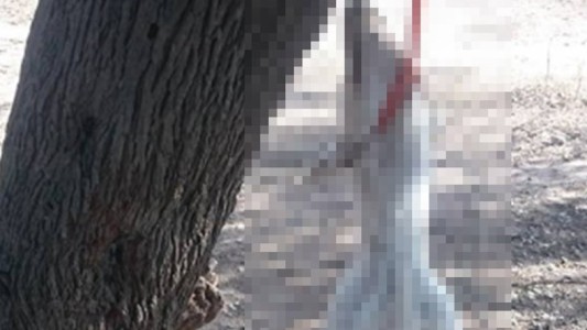 Aberrante: ahorcaron a una perra que buscaba refugio para dar a luz