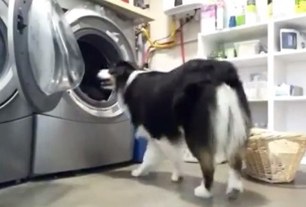 Video viral: la perra que lava la ropa sola