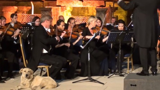 #EsViral El perro que se lleva más aplausos que la orquesta