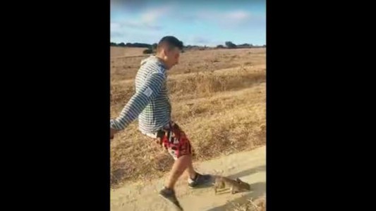 Crueldad sin límites: buscan a un hombre que grabó un video pateando a un conejo y lo viralizó a través de WhatsApp