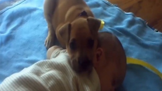 El mejor amigo: el tierno momento en que un cachorro se duerme junto a un bebé