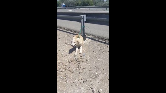 "Los amigos no se abandonan", el video del rescate de un perro abandonado al costado de la ruta que emociona a España
