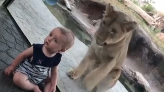 La sorprendente reacción de un bebé tras el ataque de un león en el zoo