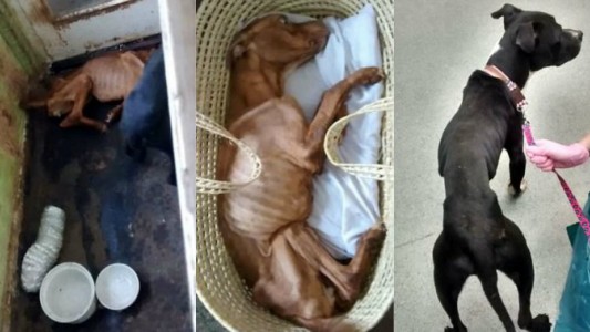 Horror en Inglaterra: condenaron a un hombre por matar de hambre a sus perros