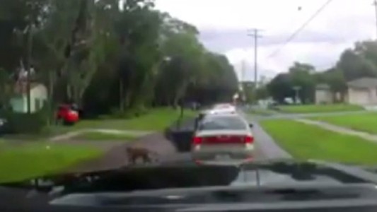Video desgarrador: la reacción de un perro en el momento de ser abandonado por su dueño