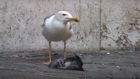 El brutal video de una gaviota que devora una paloma que se hizo viral