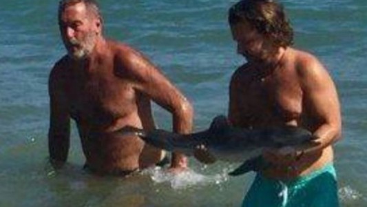 Murió una cría de delfín que llegó hasta una playa de España y fue acosada por turistas