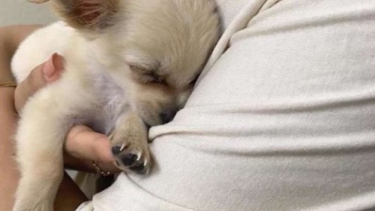 La desgarradora carta que explica los motivos por el que abandonaron a este perrito