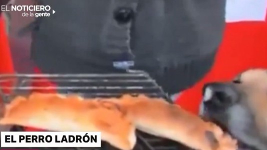Animales virales: el perro que roba empanadas y un loro peronista