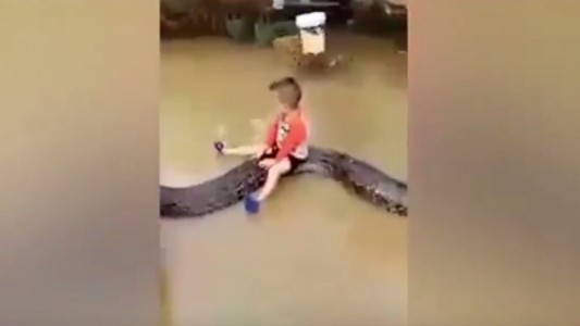 Video: nene de 3 años monta una pitón de seis metros