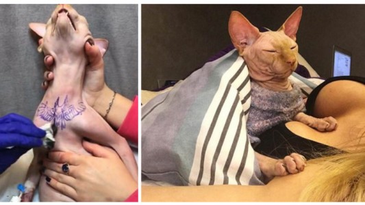 Una instagramer tatuó a su gato para conseguir más seguidores