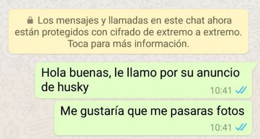 Una chica quiso adoptar un perro, pidió fotos y la respuesta generó indignación en las redes