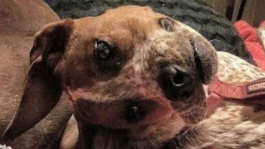 La ilusión óptica del rostro de un perro que causa furor en las redes