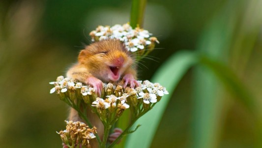 Comedia animal: eligieron las fotos más graciosas de vida salvaje