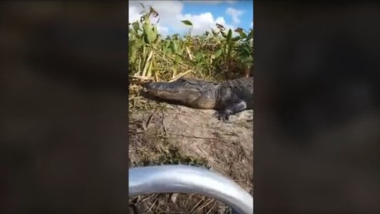 Video: un caimán atemoriza a un grupo de turistas al subirse al bote en el que navegaban