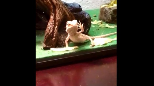 #EsViral El video de un reptil saludando a su dueño que la rompe en las redes sociales