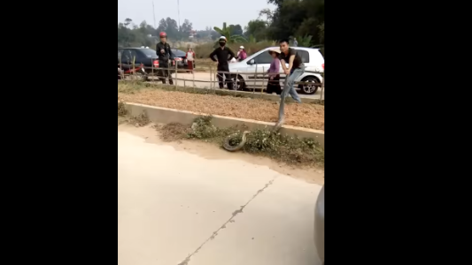 Video: una cobra gigante paralizó el tráfico en Vietnam