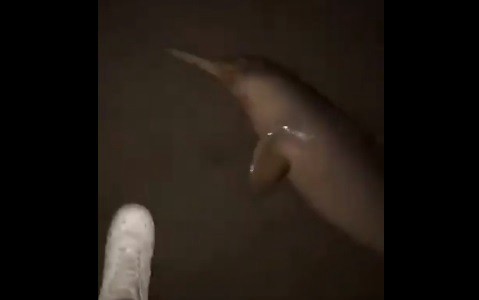 Indignante: se viralizó un video de un joven pateando a un delfín en San Bernardo