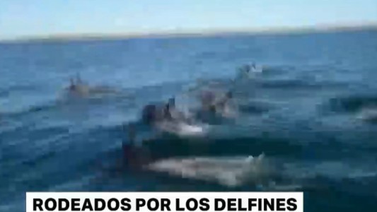 Viral tierno: los pescadores que navegan rodeados de delfines