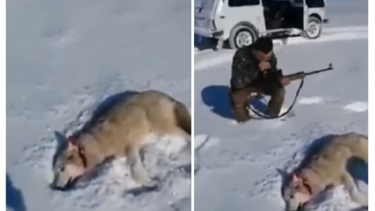 Video: "revivió" un lobo para vengarse de su cazador