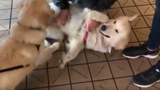 Dos perros hermanos se reconocieron en plena calle y el reencuentro fue emocionante