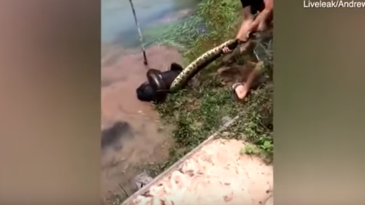 Video viral: el dramático rescate de un perro al que una anaconda arrastró hasta un río para comérselo