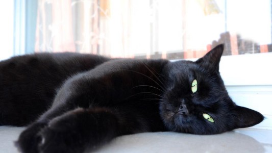 Metió a su gato en el lavarropas, lo mató y compartió el video en Instagram