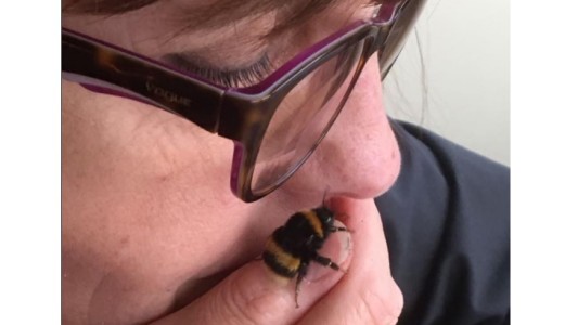 Mujer se hizo amiga de un abejorro al que le salvó la vida