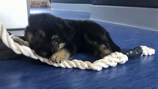 El nuevo integrante de la Armada chilena que conmueve a todos en las redes sociales