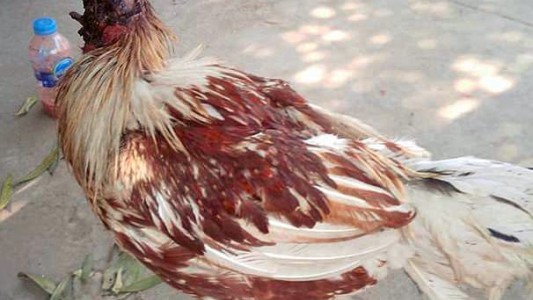 Sorpresa en Tailandia por la gallina que vive hace una semana sin cabeza