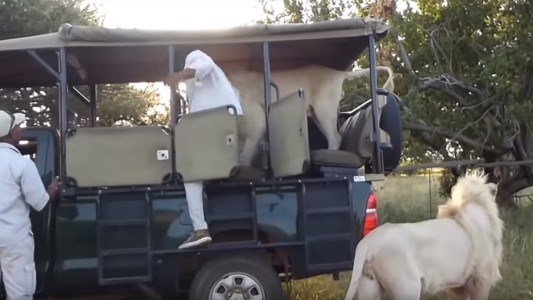 Video: león blanco obliga a bajar a turistas de su jeep