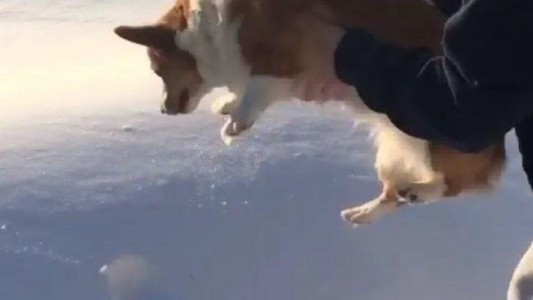 Tiró a su perro al "vacío" y el video se volvió viral