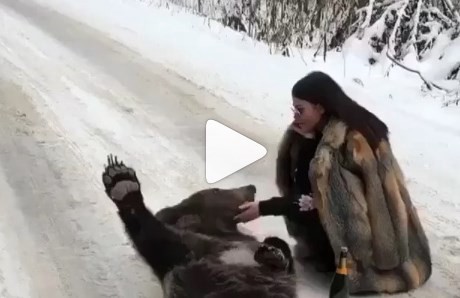 ¿Puede ser real?: una joven borracha le da una sesión de masajes a un oso en la nieve