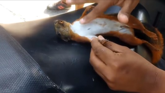 Impresionante video: salvó a una ardilla haciéndole un masaje cardiopulmonar con el dedo