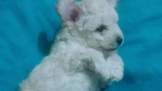 Córdoba: llevó a su perro a una peluquería canina y la mascota murió por asfixia