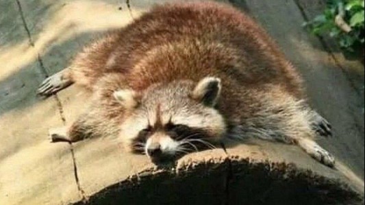 Fue al cuartel de bomberos a pedir ayuda para su mapache drogado